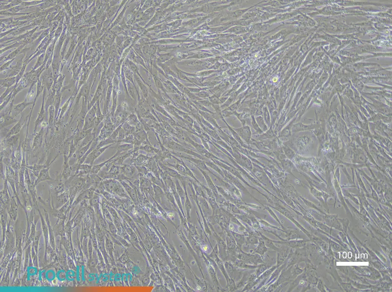 Human Embryonic Lung Fibroblast Complete MediumHuman Embryonic Lung Fibroblast Complete Medium - 1