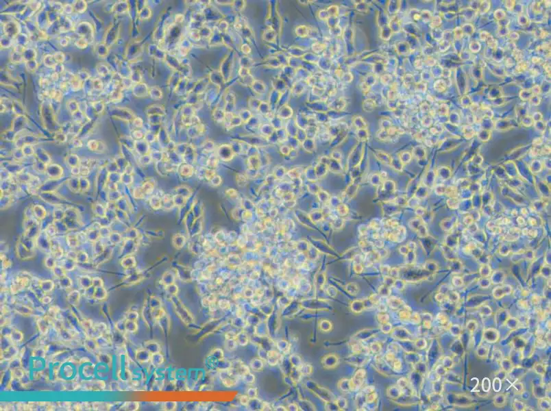 BV2-EGFP Cell Complete Medium - small - 6