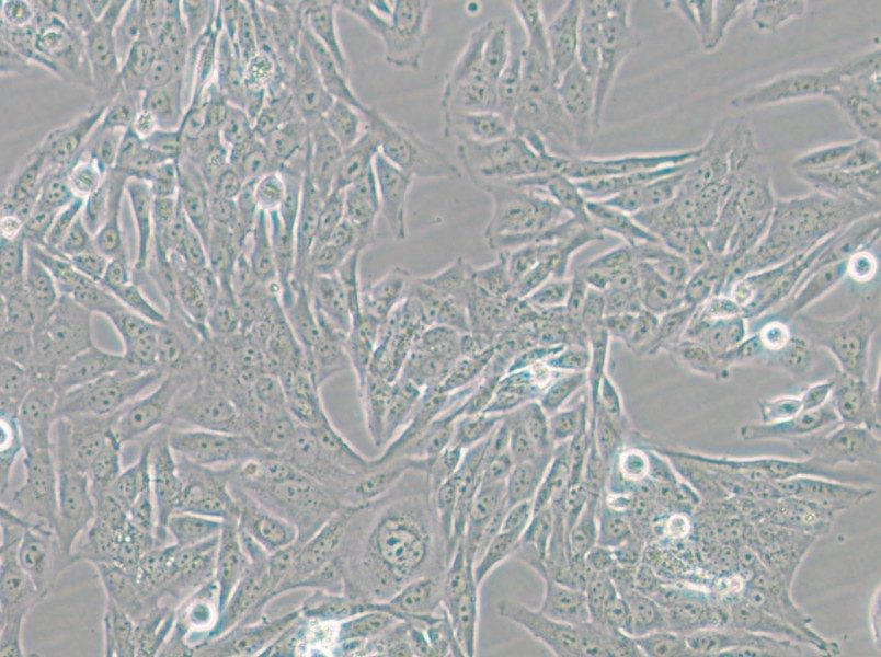 GES-1 Cell Complete Medium - small - 4