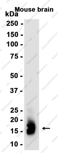 Recombinant Myelin Basic Protein Monoclonal Antibody - 2