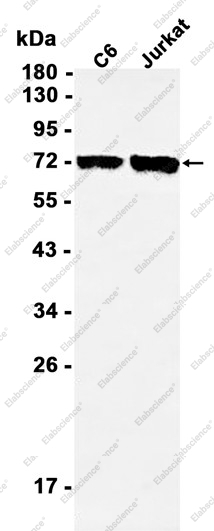 Recombinant PRC1 Monoclonal Antibody - 1