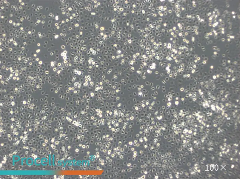 C6/36 [Clone C6/36] Cell Complete Medium - 2