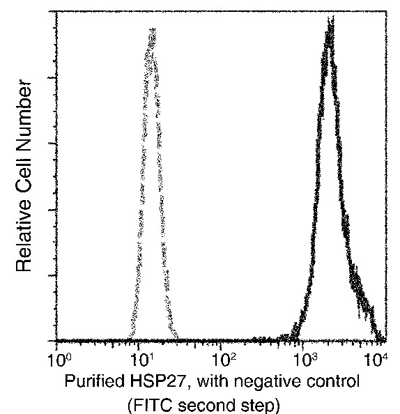 Recombinant HSP27/HSPB1 Monoclonal Antibody - small - 2