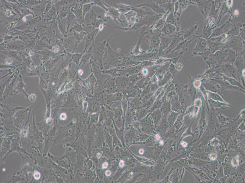 IBRS-2 [IB-RS-2] Cell Complete Medium - 6