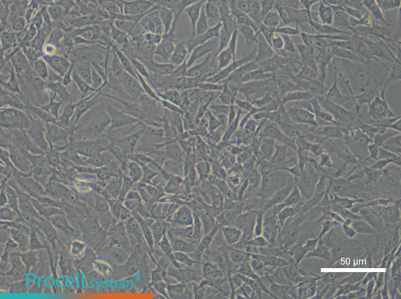 Rat Chondrocyte Complete Medium - 4