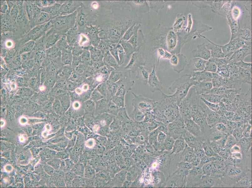 HMC3 Cell Complete Medium - 5