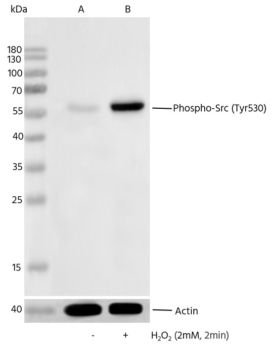 Recombinant Phospho-Src (Tyr530) Monoclonal Antibody-searchlist-1