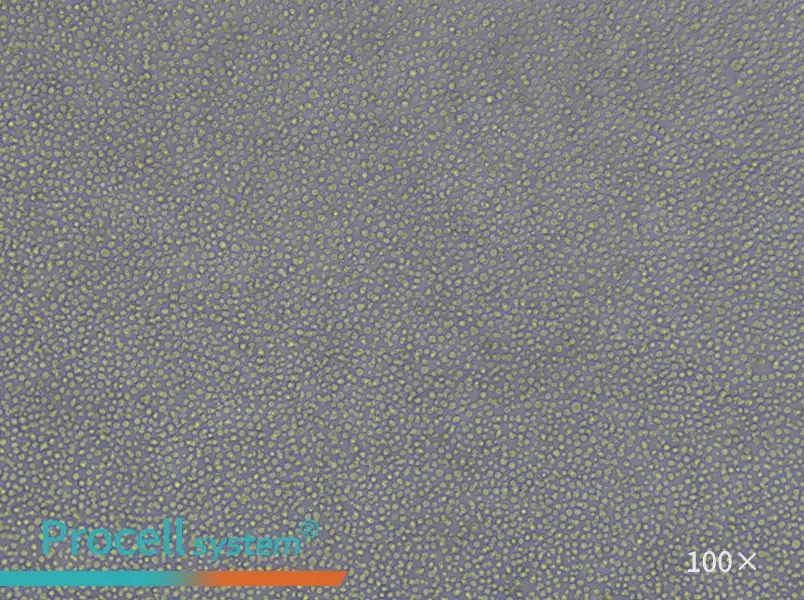 CCRF-CEM [CCRF CEM] Cell Complete Medium - 3