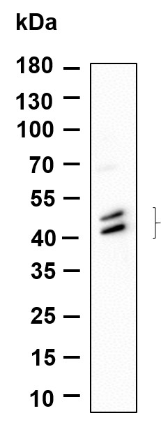 Recombinant Phospho-Jun, JunD (Ser73, Ser100) Monoclonal Antibody-searchlist-1