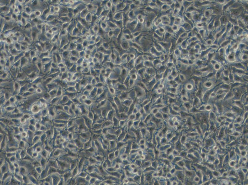 B16-F1 Cell Complete Medium - small - 6