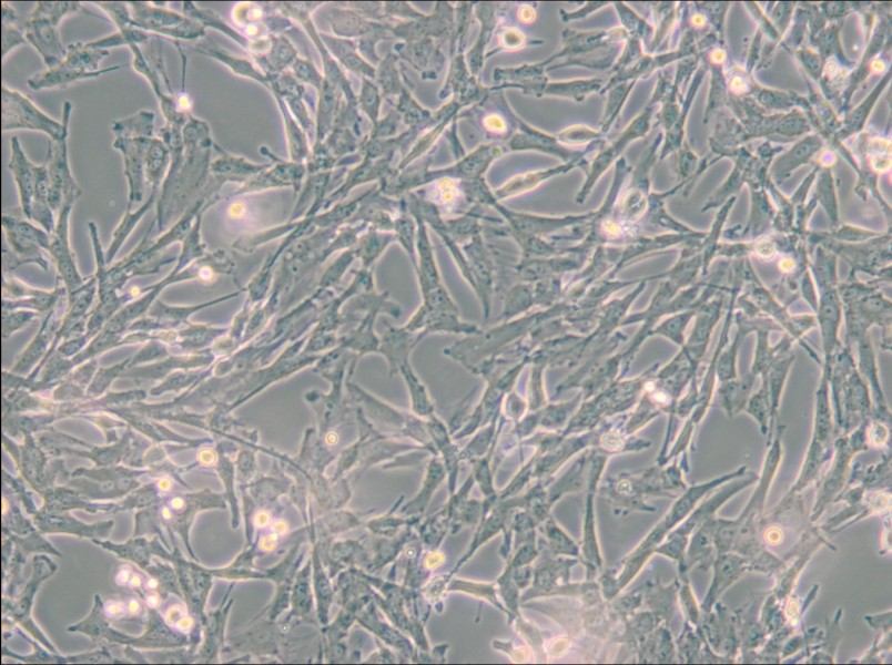 Super Tube Cell Complete Medium - small - 5