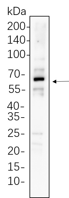 Recombinant xCT Monoclonal Antibody-searchlist-1