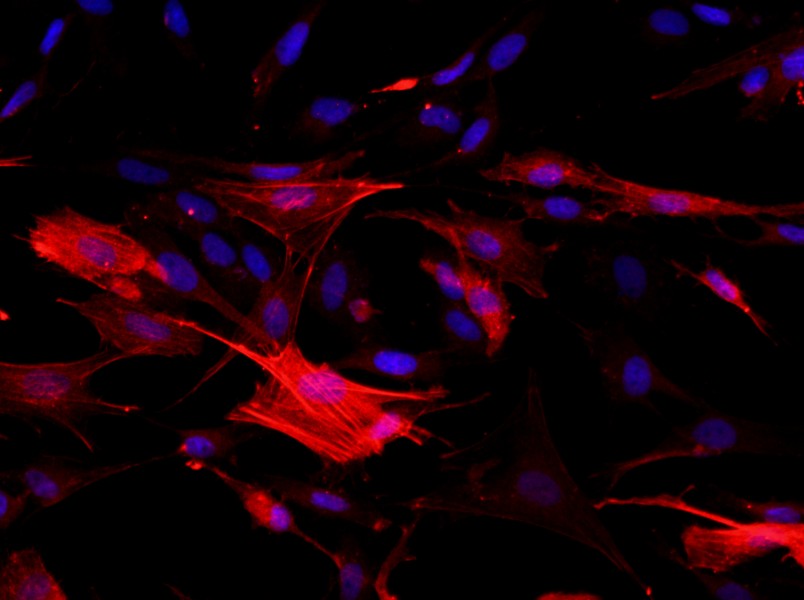 Rat Tracheal Smooth Muscle Cell Complete MediumRat Tracheal Smooth Muscle Cell Complete Medium - 2