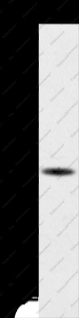 SPARC Polyclonal Antibody - 1