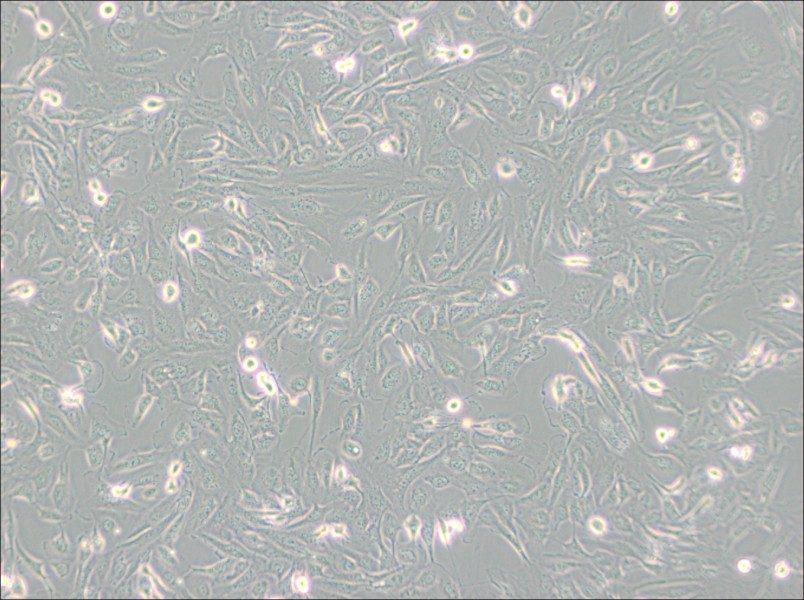 786-O [786-0] Cell Complete Medium - small - 4