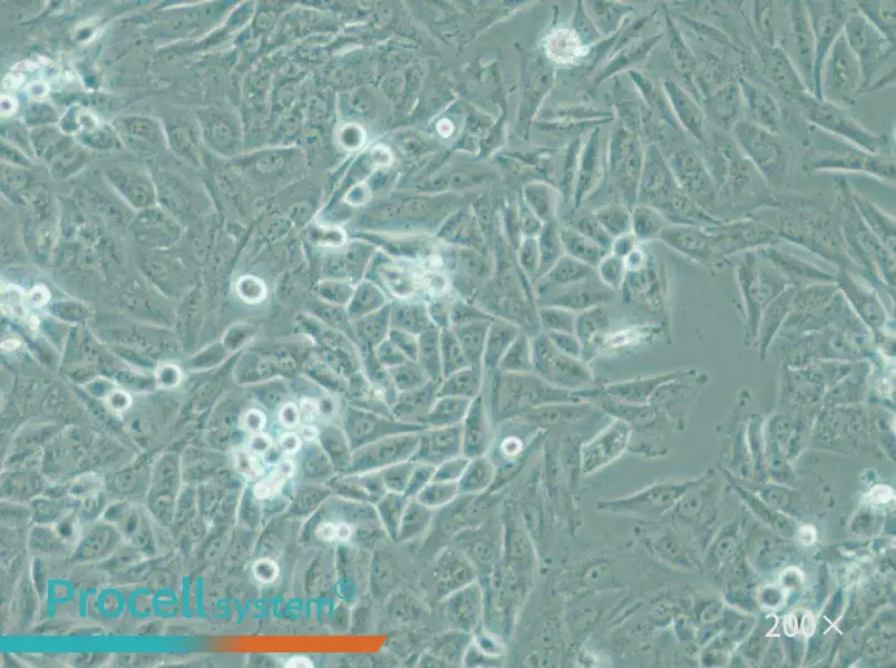 PSN1 Cell Complete Medium - 4