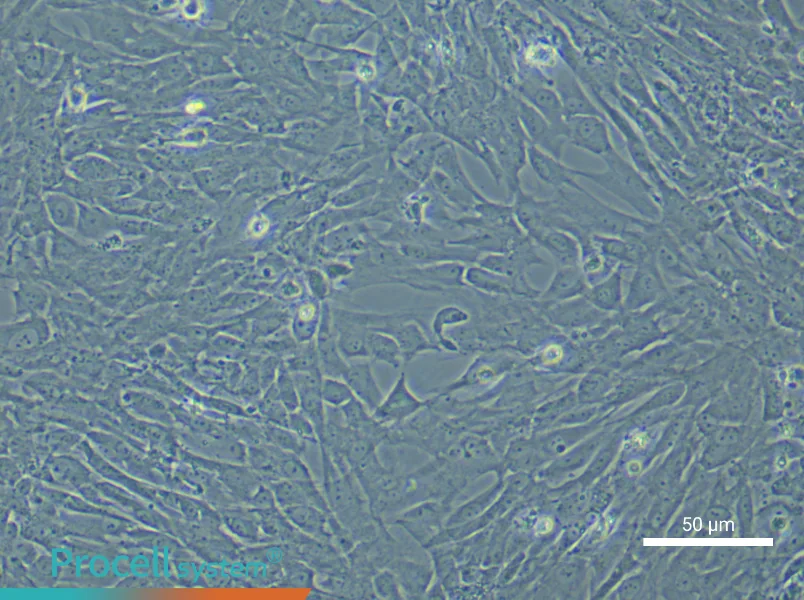 Rat Oral Mucosal Fibroblast Complete Medium - 5