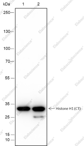Recombinant Histone H1 (CT) Monoclonal Antibody - 1