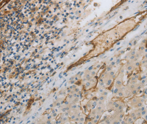 CD31 Polyclonal Antibody - 3