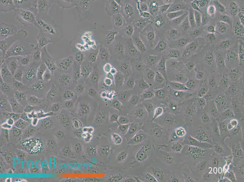 NCI-H1650 Cell Complete Medium - small - 4