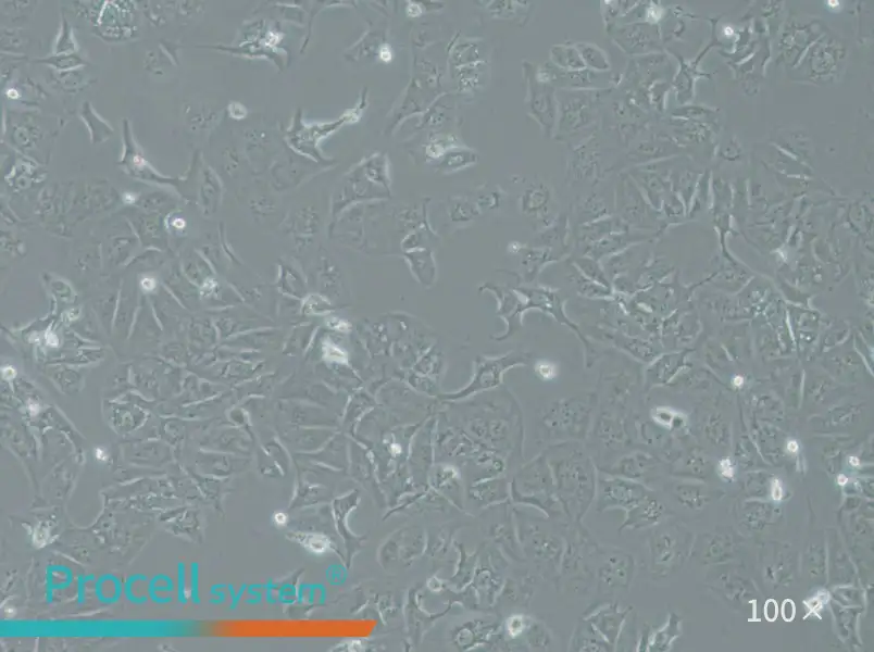 OAW42 Cell Complete MediumOAW42 Cell Complete Medium - 2