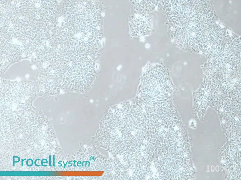 H1 Cell Complete Medium - 1