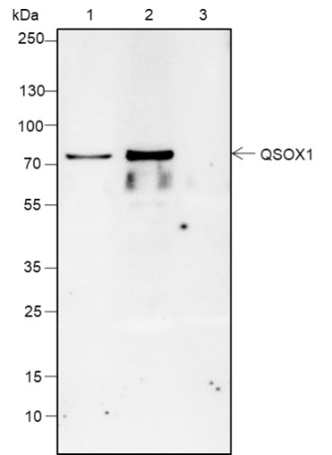 Recombinant QSOX1 Monoclonal Antibody - 3
