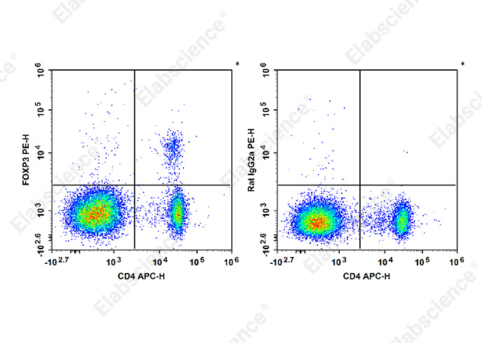PE Anti-Mouse/Rat Foxp3 Antibody[FJK-16s]-1