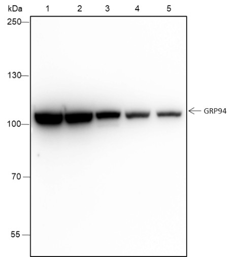Recombinant GRP94 Monoclonal Antibody-searchlist-1