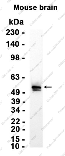 Recombinant Nova1 Monoclonal Antibody - 2