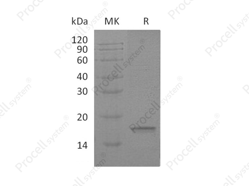 IL-18/IGIF/IL-1g/IL1F4, Human, Recombinant