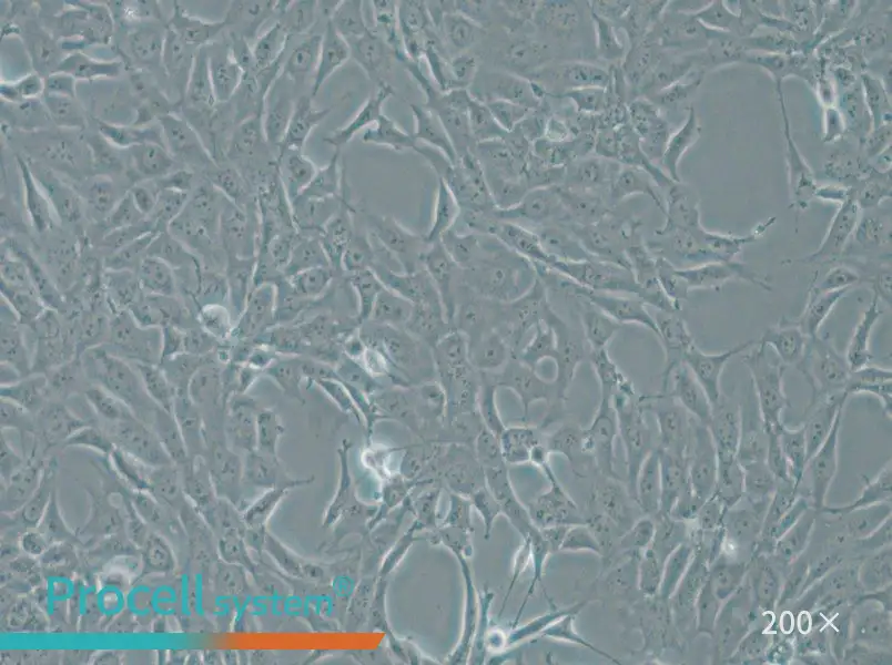 MPC-5 Cell Complete Medium - small - 6