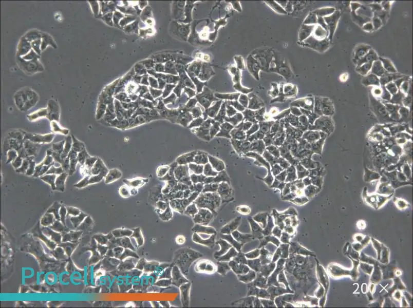 HCC1833 Cell Complete Medium - 4
