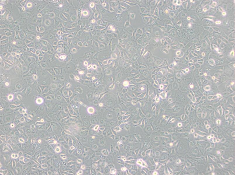 KLE Cell Complete Medium - 2