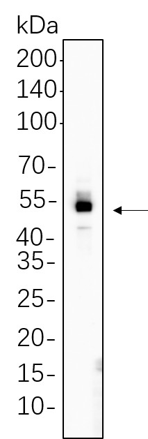 Recombinant Smad5 Monoclonal Antibody-searchlist-1