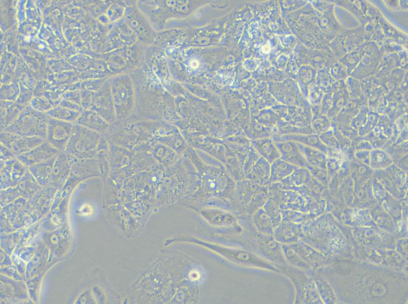 A-704 Cell Complete Medium - 6