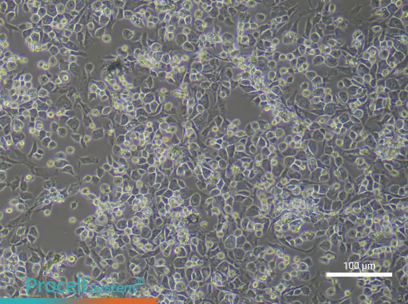 Rat Nucleus Pulposus Cell Complete Medium - 1