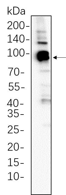 Recombinant STAT5A Monoclonal Antibody-searchlist-1