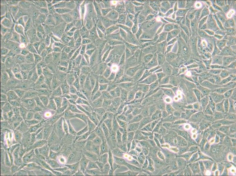 9L/lacZ Cell Complete Medium - 6