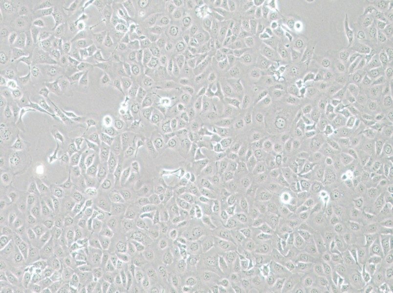 HCE-T Cell Complete Medium-searchlist-1