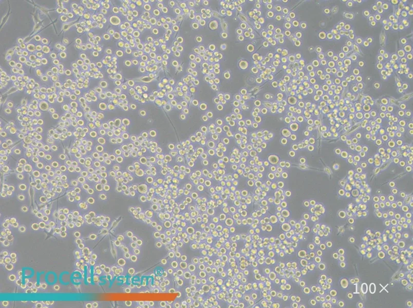 SK-MEL-1 Cell Complete MediumSK-MEL-1 Cell Complete Medium - 2