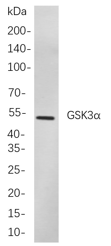 Recombinant GSK3α Monoclonal Antibody-searchlist-1