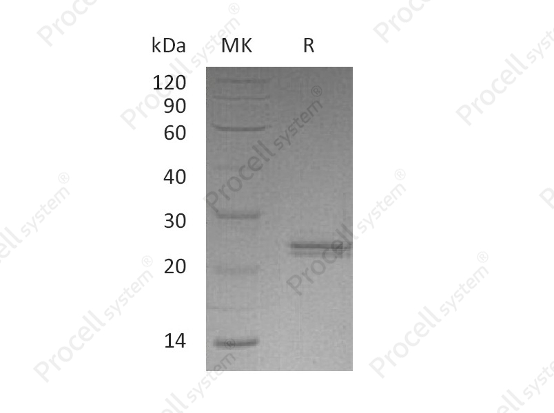 CNTF, Human, Recombinant