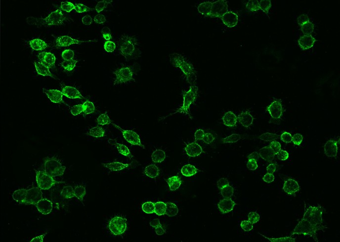 Recombinant ICAM-1/CD54 Monoclonal Antibody-searchlist-1