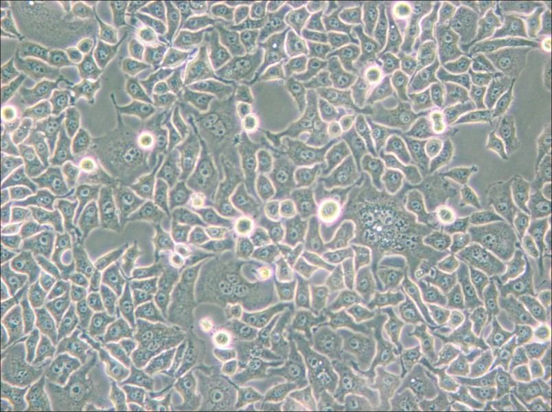 Hela S3 Cell Complete Medium - 5