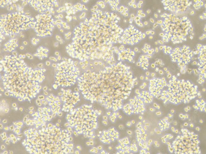 LCL 721.221 Cell Complete Medium-searchlist-1