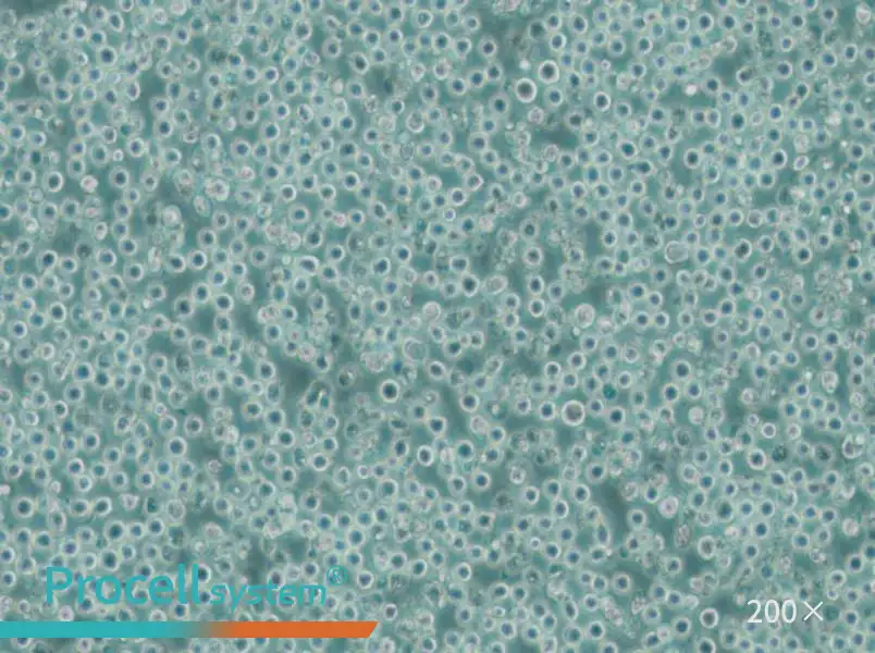 MV-4-11 Cell Complete Medium - small - 5