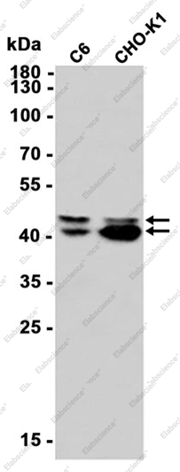 Recombinant Phospho-ERK1/2 (Thr202/Thr185) Monoclonal Antibody - 1