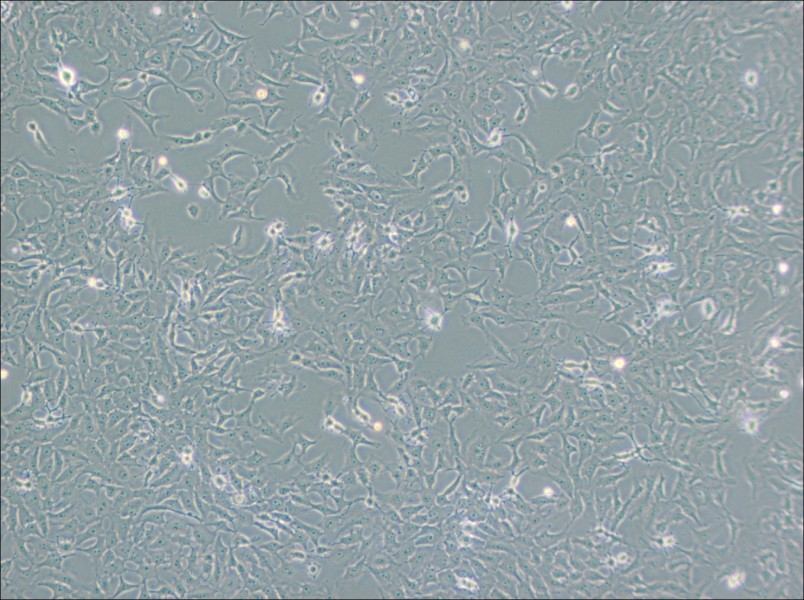 Mv.1.Lu [NBL-7] Cell Complete Medium - 2