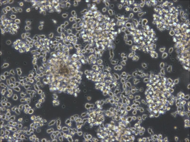 KHYG-1 Cell Complete Medium - 5